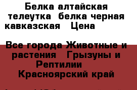 Белка алтайская телеутка, белка черная кавказская › Цена ­ 5 000 - Все города Животные и растения » Грызуны и Рептилии   . Красноярский край